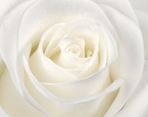 Rose White Pure By Case